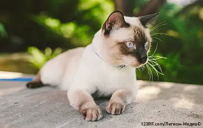 Как помочь кошке в жару?