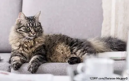 Расходы на содержание кошки