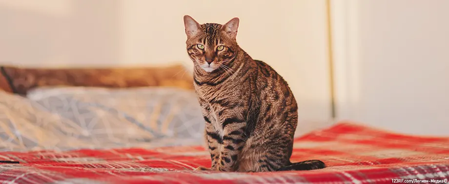 Кошка сходила в туалет на кровать