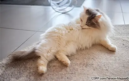 Атопический синдром у кошек