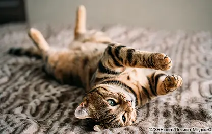 Кариес у кошки: как определить и что делать?