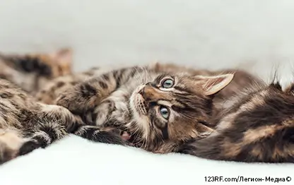 Воспаление десен у кошек