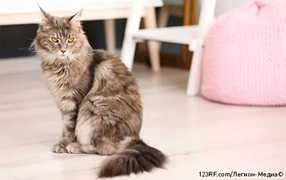 Как берут анализ крови у кошек?