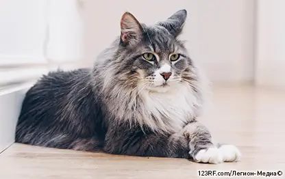 Как пожилой возраст влияет на кошек