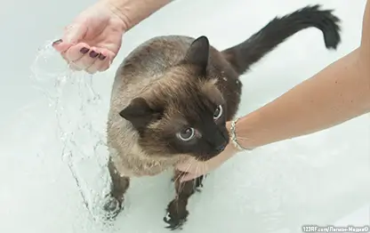 Как помыть кошку?