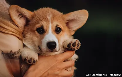 Где можно купить щенка?