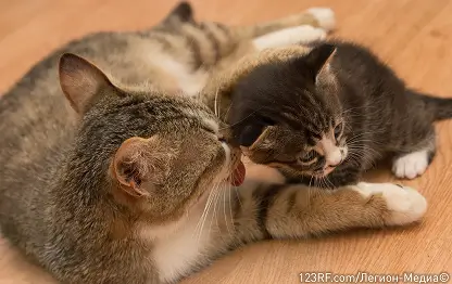 Анкилостома у кошек – симптомы и лечение анкилостомоза