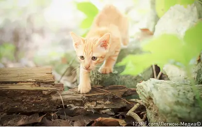 Васкулит у кошек