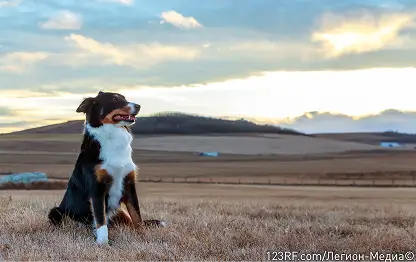 Вестибулярный синдром у собак: все о патологии, симптомах и лечении