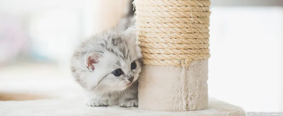 Как отучить котенка кусаться и царапаться?