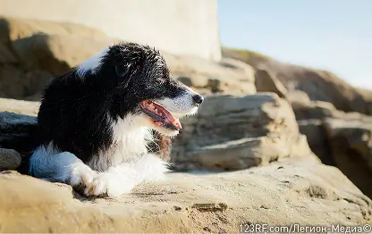 Дипилидиоз у собак – симптомы и лечение