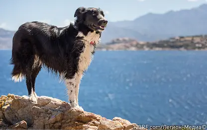 Кератит у собак – что это, симптомы и лечение