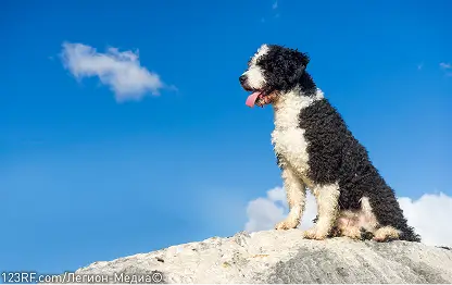 Можно ли макароны собакам — вареную лапшу, вермишель и другие виды