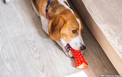 Можно ли давать виноград собакам, и если нельзя, то почему?