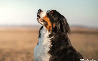 Можно ли собакам давать есть помидоры?