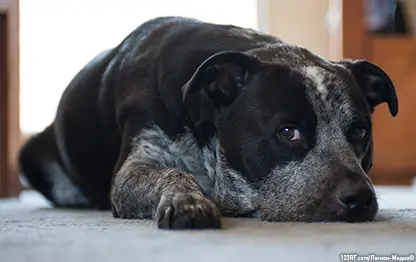 Все о коликах у собаки: симптомы и лечение