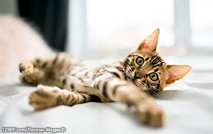 Можно ли кошкам морковь?