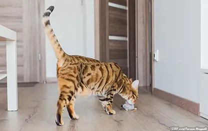 Можно ли кошкам давать есть помидоры?