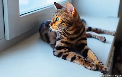 Можно ли кошкам хлеб или нет?