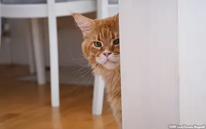 Кровь из носа у кошки — основные причины и что делать