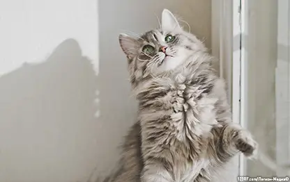 Все о криптококкозе у кошек: симптомы и лечение