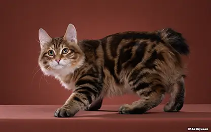 Аллергия на породу курильский бобтейл