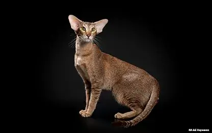 Ориенталы – гипоаллергенные или нет, мифы об аллергии