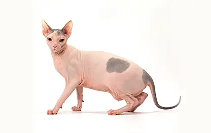 Может ли быть аллергия на сфинкса или бесшерстные кошки гипоаллергенны?