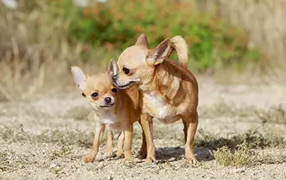 Беременность у породы чихуахуа: сколько длится и как проходит