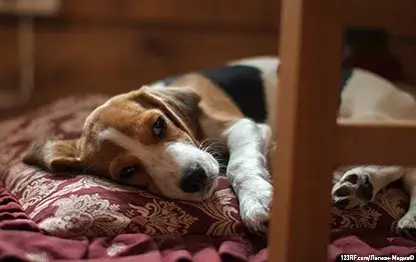 Менингит у собаки – основные симптомы и как лечить патологию