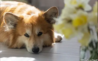 Все о сотрясении мозга у собак – симптомы и что нужно делать