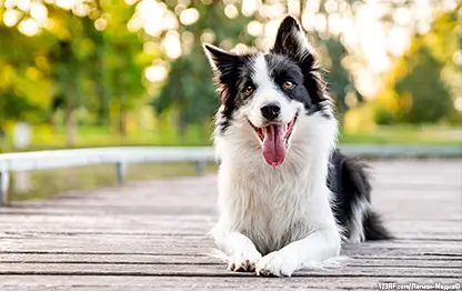 Недержание мочи у собаки – основные причины и лечение