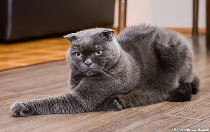 Пододерматит у кошек – симптомы и лечение