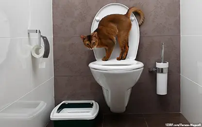 Почему кошка может носиться по квартире после туалета?