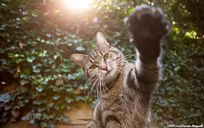 Все о сотрясении мозга у кошек – лечение и основные симптомы