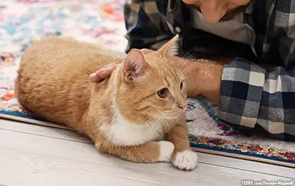 Почему кошки так вкусно пахнут?