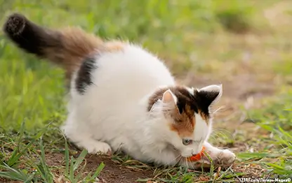 В крови у кошки повышена глюкоза: симптомы и что делать