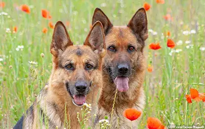 Беременность у породы немецкая овчарка: сколько длится и как проходит