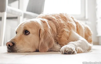 Лимфаденит у собак – все о симптомах и лечении патологии