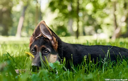 Причины темной мочи у собаки и что делать владельцу?
