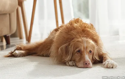 ДВС-синдром у собак – симптомы и лечение