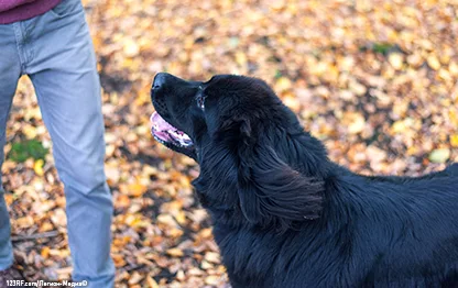 Кровь из носа у собаки — основные причины и что делать