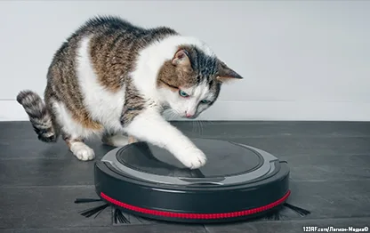 Почему кошка может бояться пылесоса?