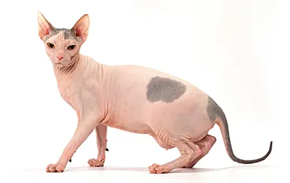 Беременность у породы сфинкс: сколько длится и как проходит