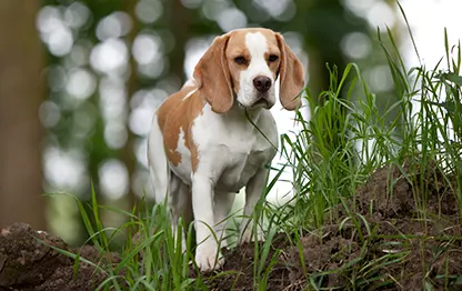 Беременность у породы бигль: сколько длится и как проходит