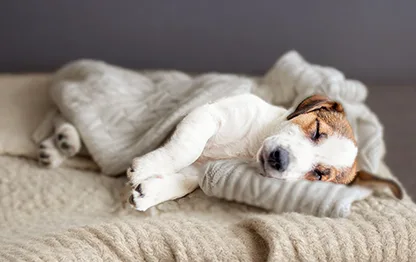 Беременность у породы джек-рассел-терьер: сколько длится и как проходит