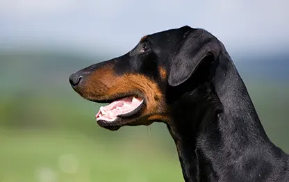 Беременность у породы доберман: сколько длится и как проходит