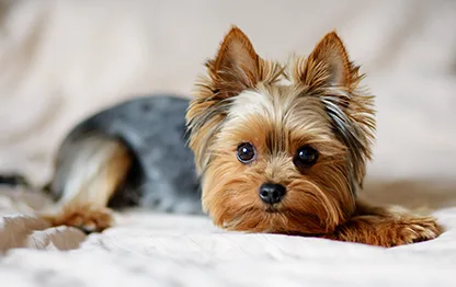 Беременность у породы йоркширский терьер: сколько длится и как проходит