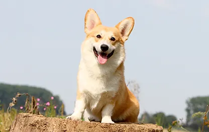 Беременность у породы корги: сколько длится и как проходит