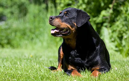 Беременность у породы ротвейлер: сколько длится и как проходит